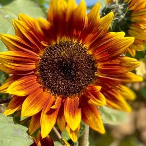 Meet your Posher, Ariel